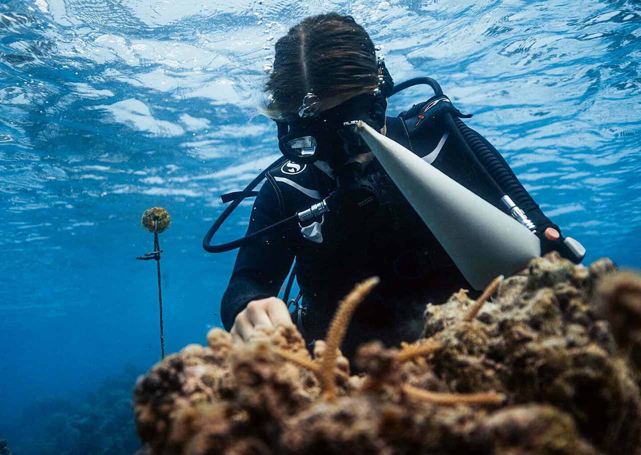 Coral
Gardeners